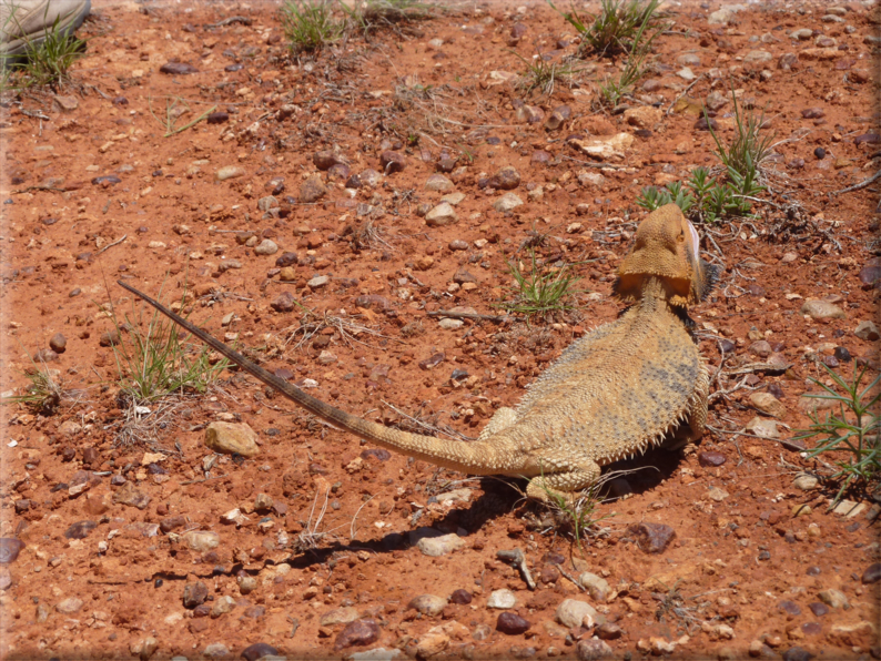 foto Parco nazionale Uluru Kata Tjuta